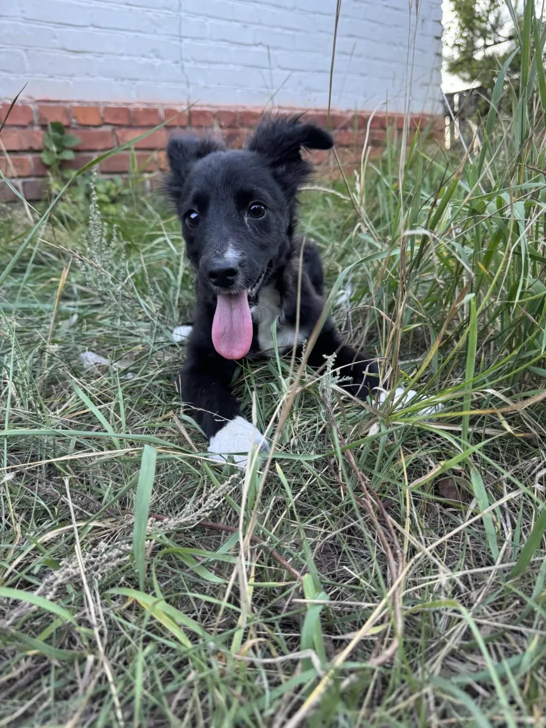 Morti (Морті), female young Mixed Breed for adoption at Happy Paw Kyiv