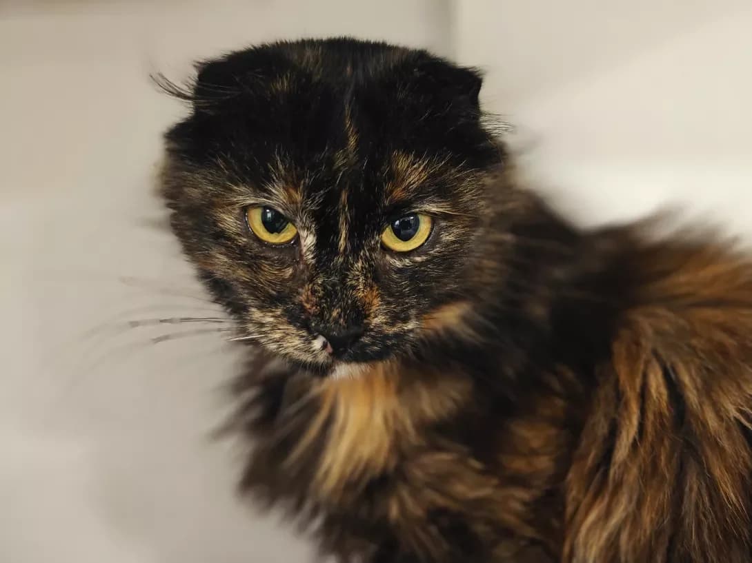 Koritsya (Кориця), Mixed Breed (Happy Paw Kyiv)