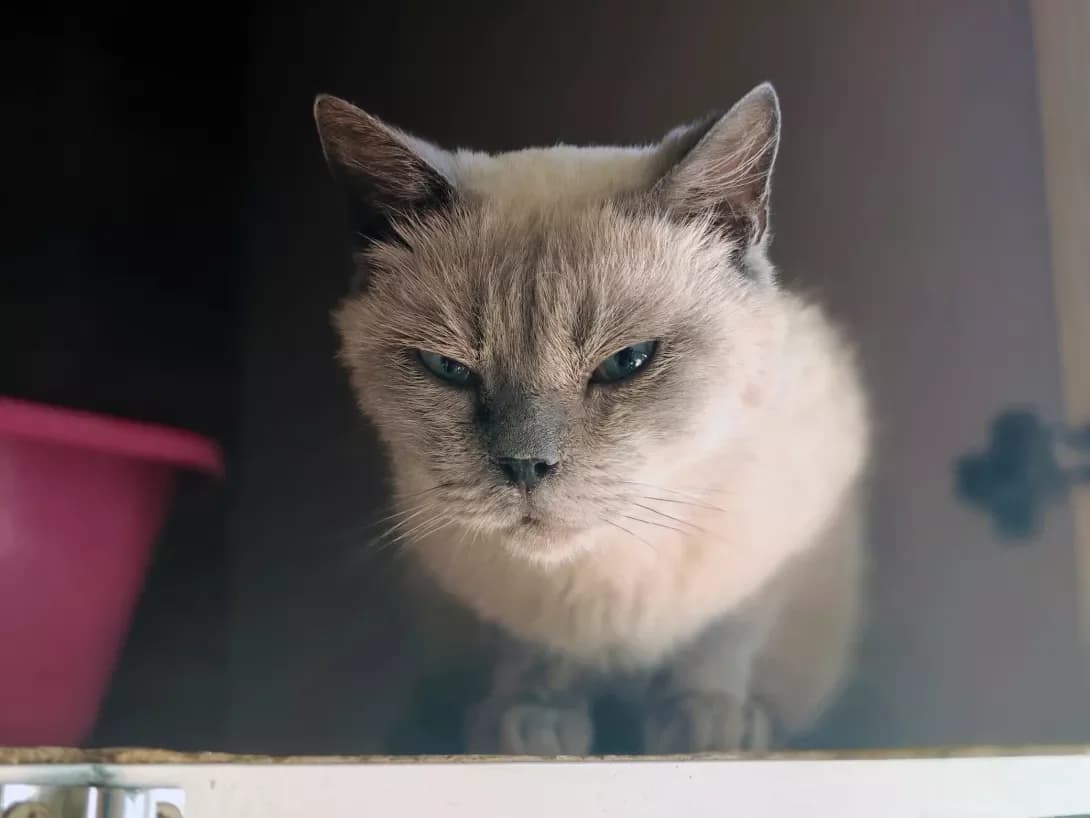 Sapfir (Сапфір), Mixed Breed (Happy Paw Kyiv)