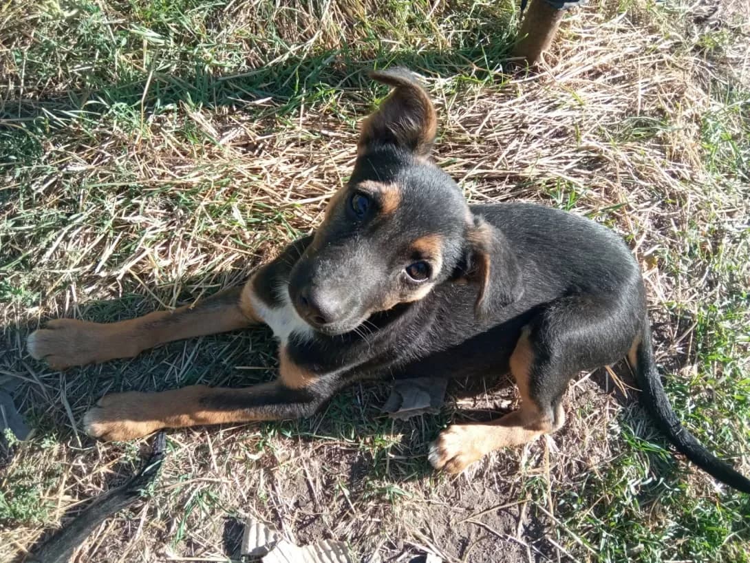 Funtik (Фунтік), female young Mixed Breed for adoption at Happy Paw Zaporizhzhia