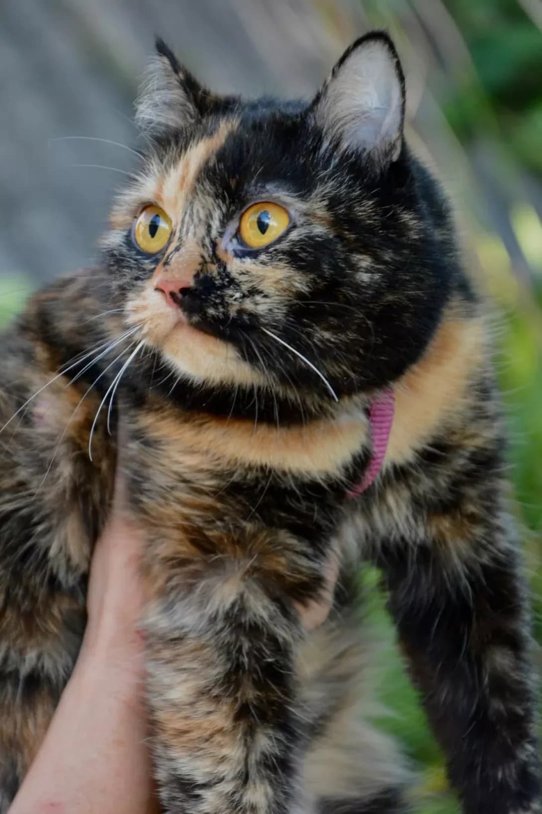 Ivi (Іві), Mixed Breed (Happy Paw Kyiv Oblast)