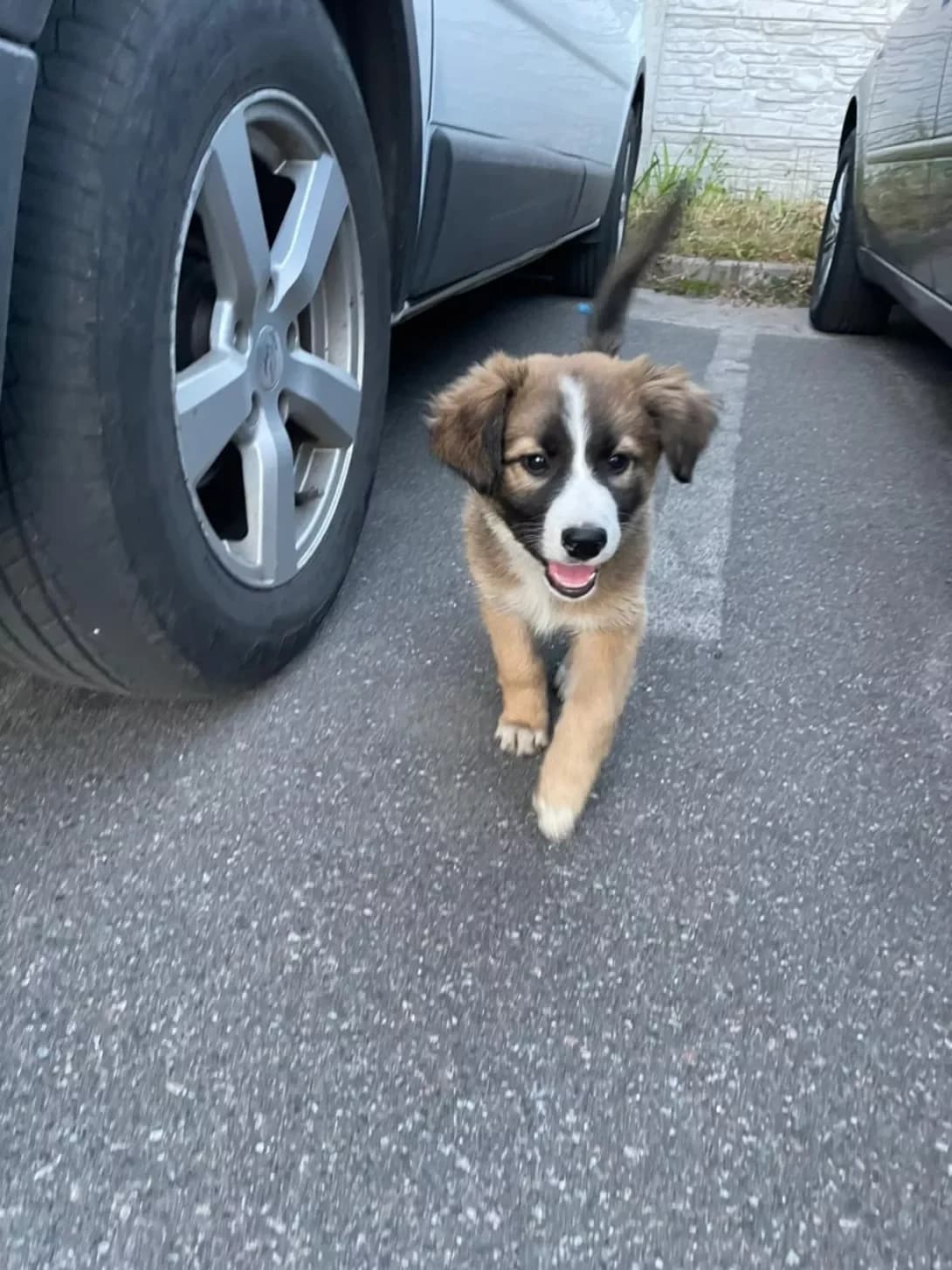 Alisa (Аліса), female puppy Mixed Breed for adoption at Happy Paw Kyiv Oblast