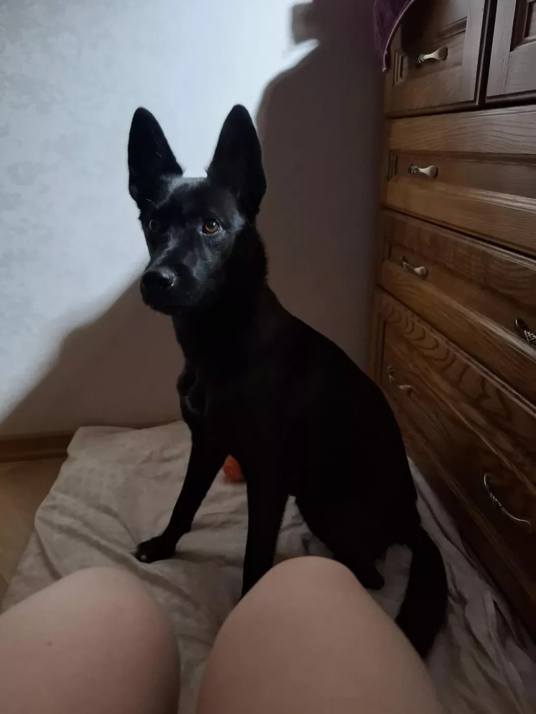 Alfa (Альфа), female young Mixed Breed for adoption at Happy Paw Kyiv