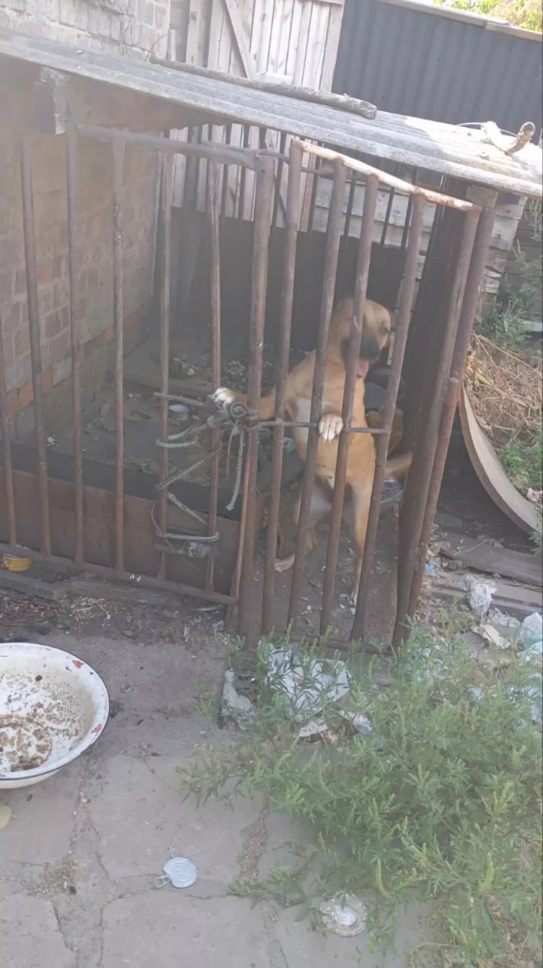 Lili (Лілі), Mixed Breed (Happy Paw Dnipro)