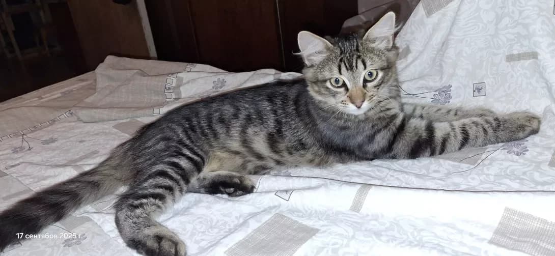 Mishanya (Мішаня), Mixed Breed (Happy Paw Kyiv)