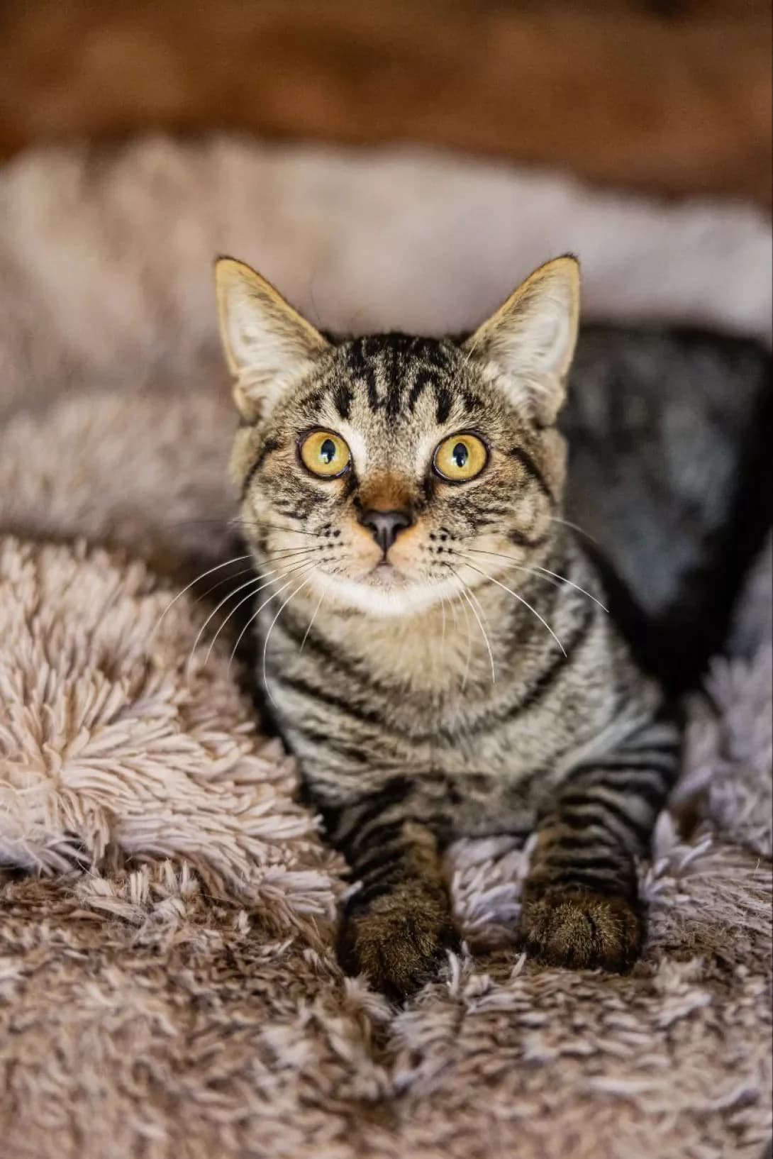 Tommi (Томмі), Mixed Breed (Happy Paw Kyiv)