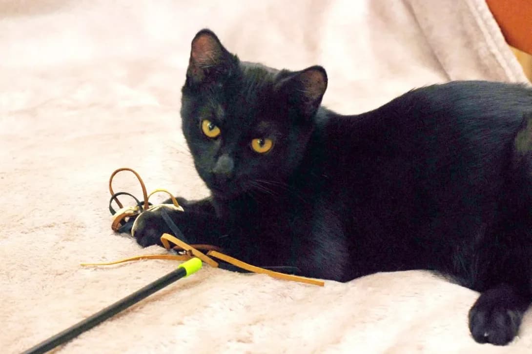 Frantsisko (Франциско), Mixed Breed (Happy Paw Kyiv)