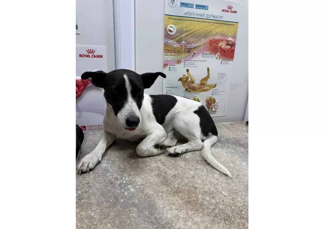 Mira (Міра), female young Mixed Breed for adoption at Happy Paw Kyiv