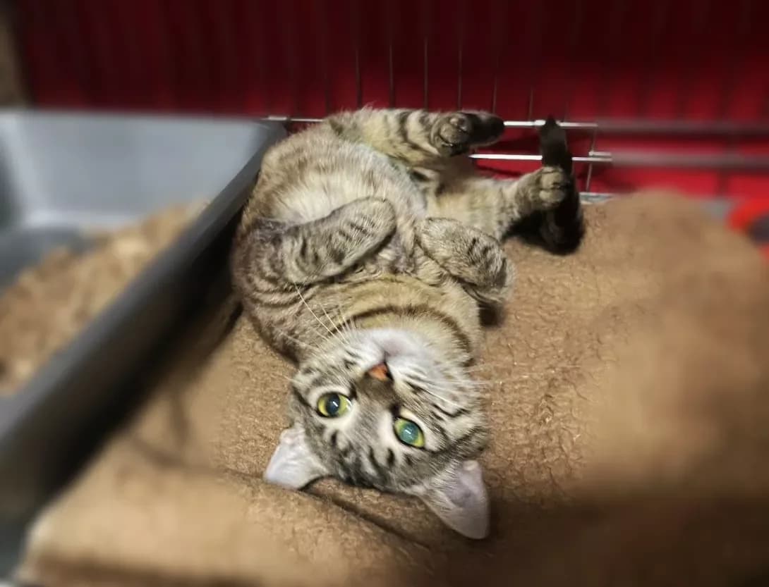 Milagres (Мілагрес), Mixed Breed (Happy Paw Kyiv)