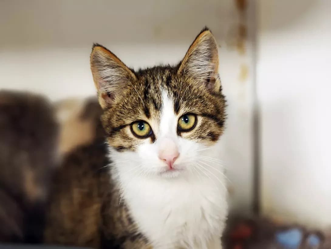 Lyamur (Лямур), Mixed Breed (Happy Paw Kyiv)