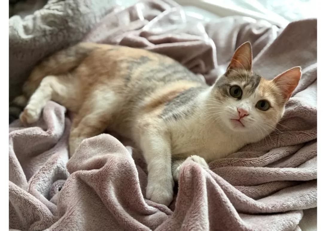 Alisa (Аліса), Mixed Breed (Happy Paw Kyiv)