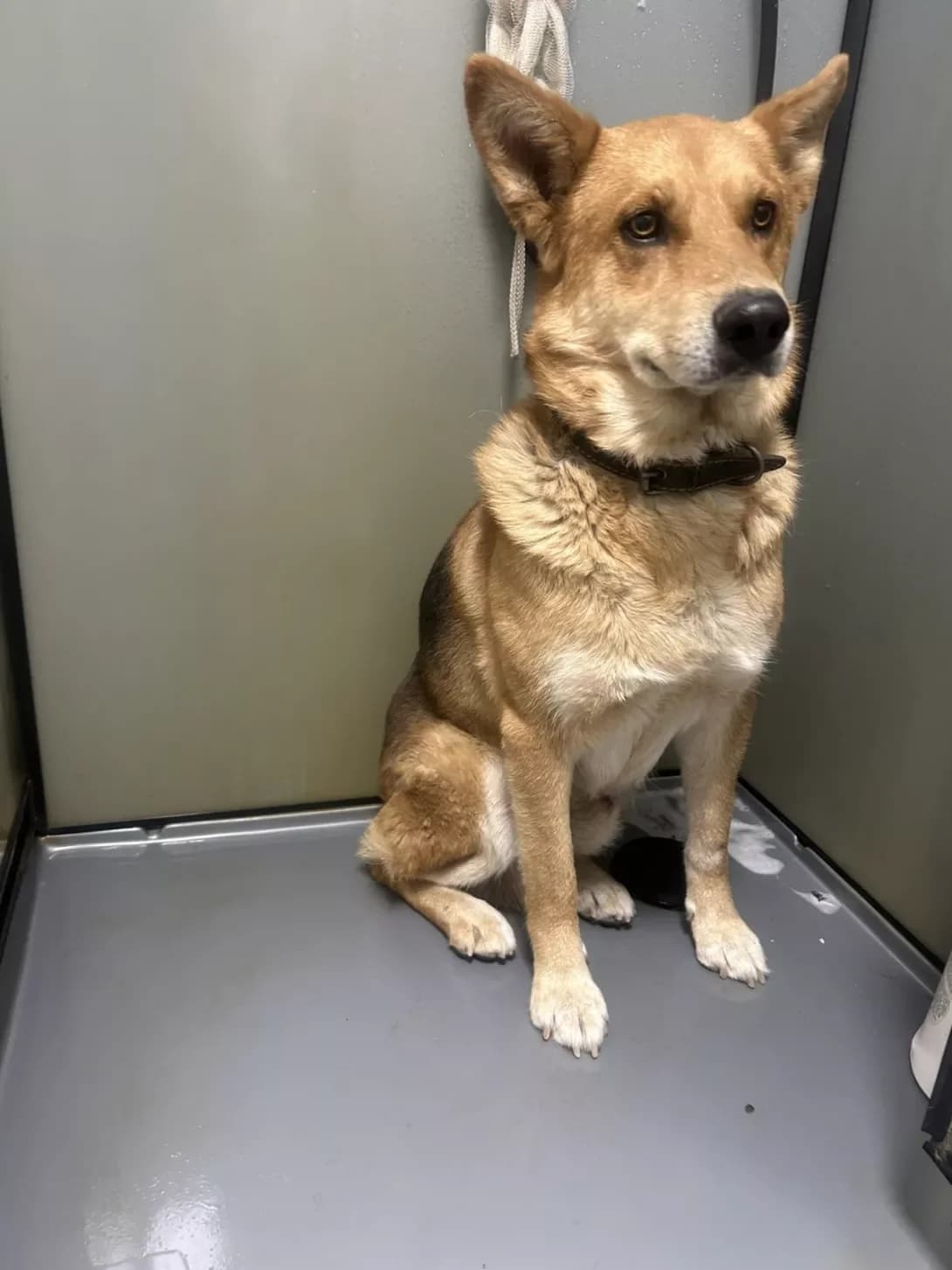 Dik (Дік), Mixed Breed (Happy Paw Dnipro)