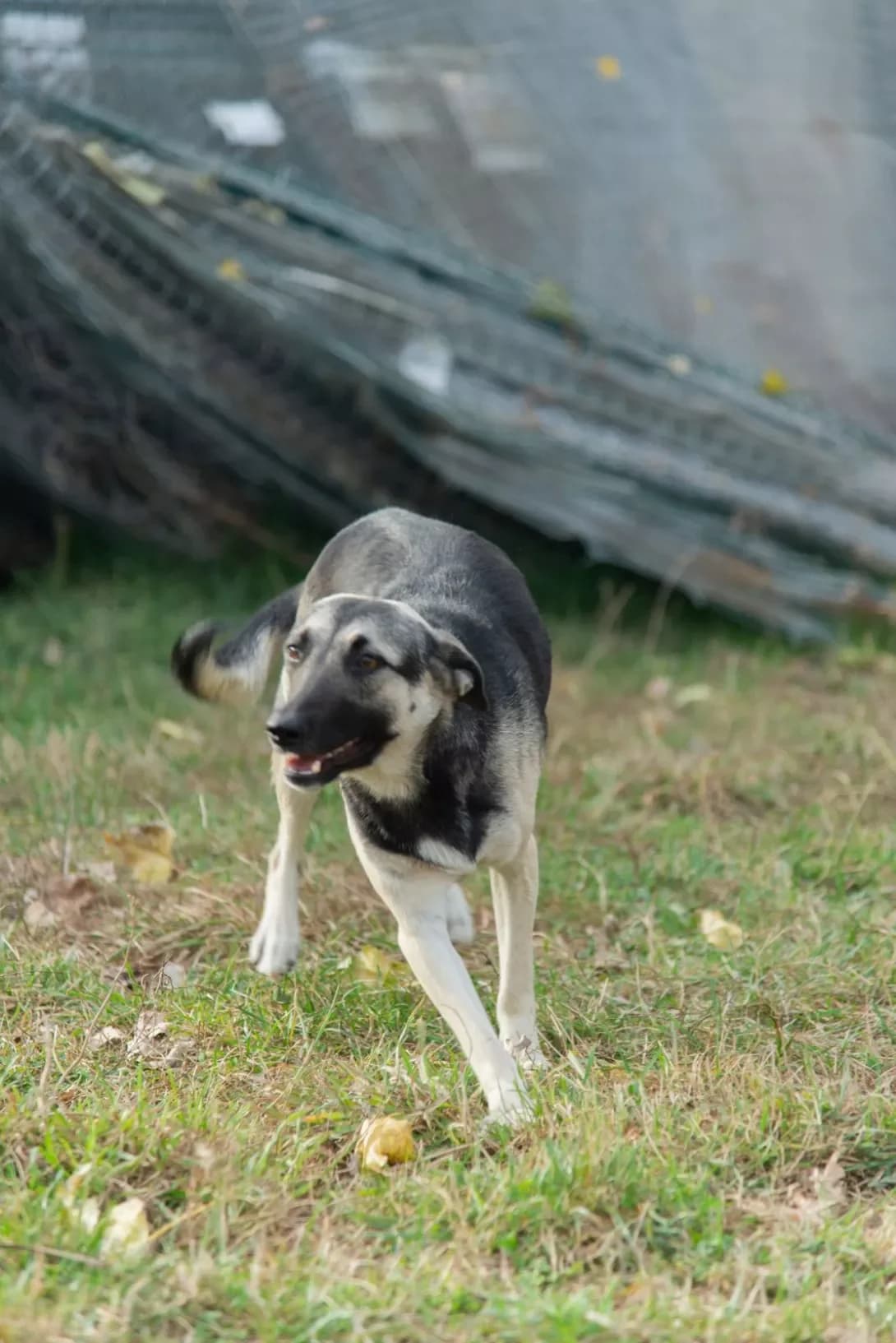 Silva (Сільва), female 3yo Mixed Breed for adoption at Happy Paw Rivne Oblast