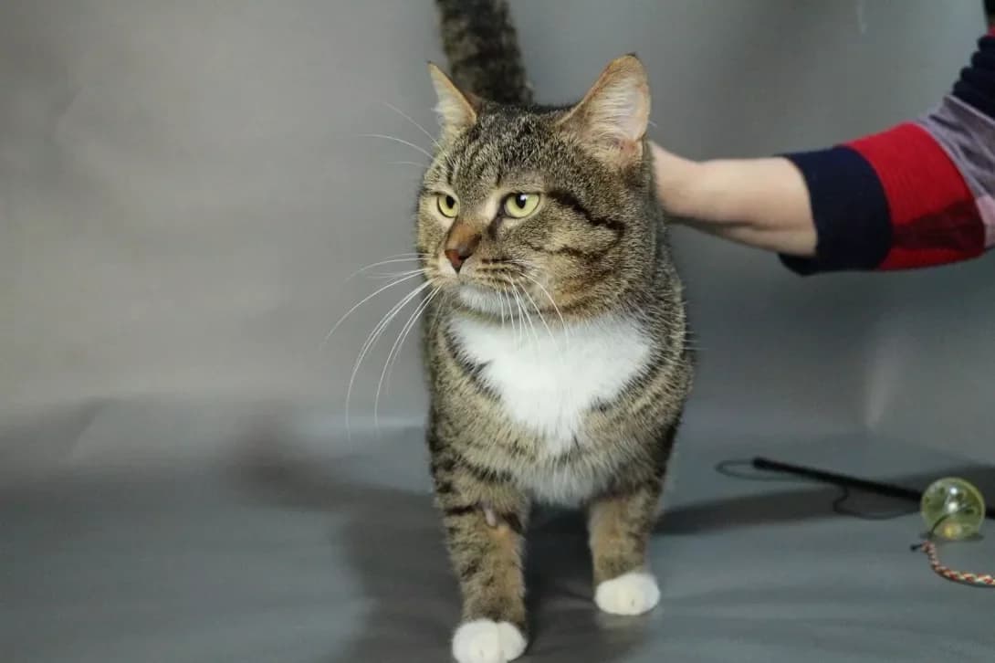 Teo (Тео), Mixed Breed (Happy Paw Kyiv)
