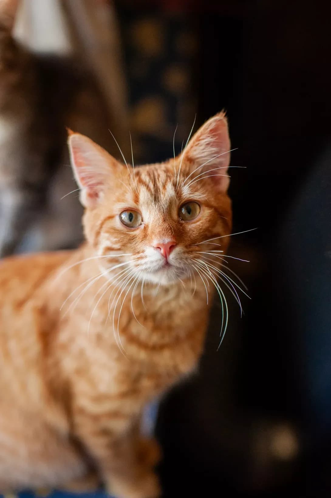 Tigris (Тігріс), female young Mixed Breed for adoption at Happy Paw Cherkasy Oblast