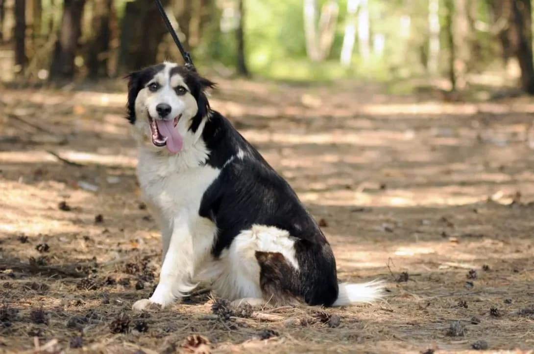 Fanya (Фаня), Mixed Breed (Happy Paw Kyiv Oblast)