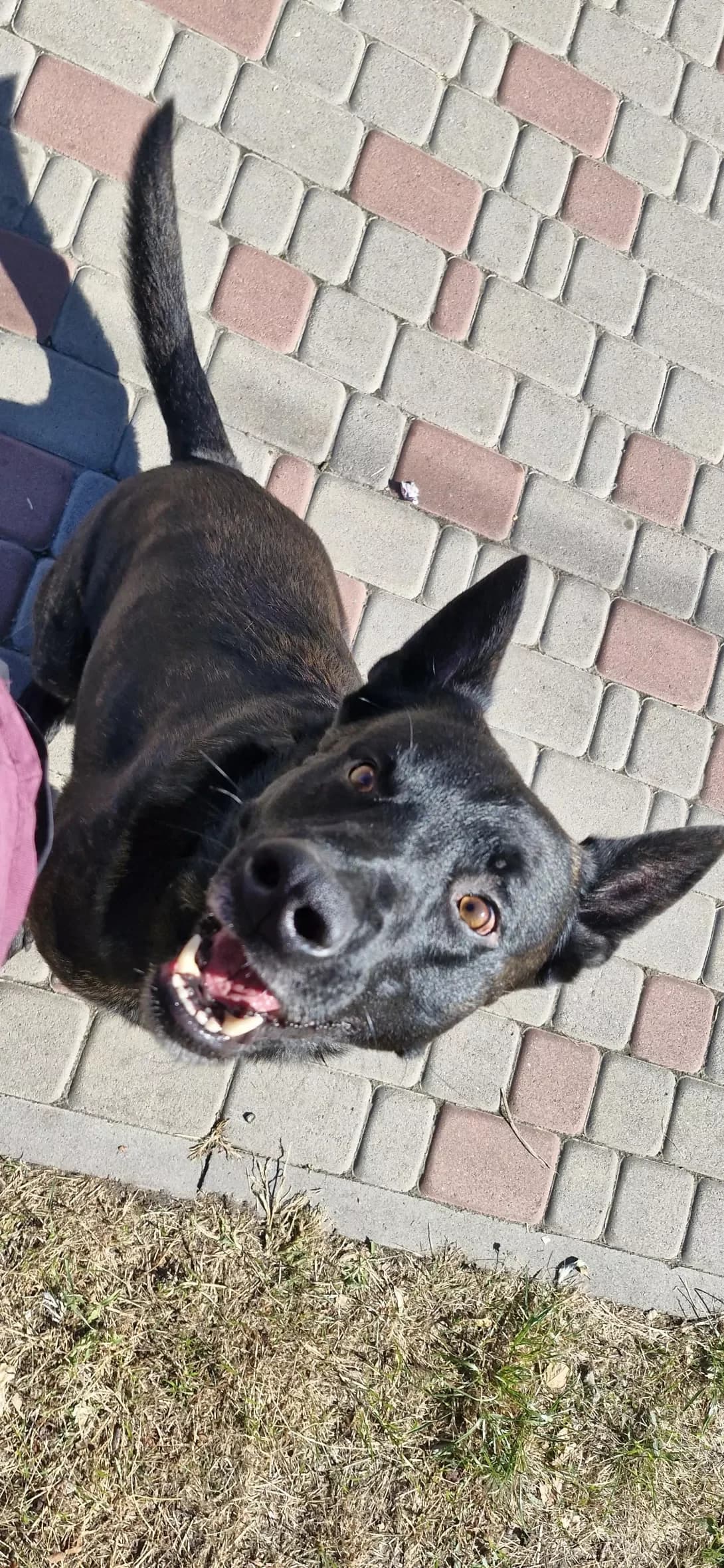 Dikson (Діксон), male 6yo Mixed Breed for adoption at Happy Paw Kyiv