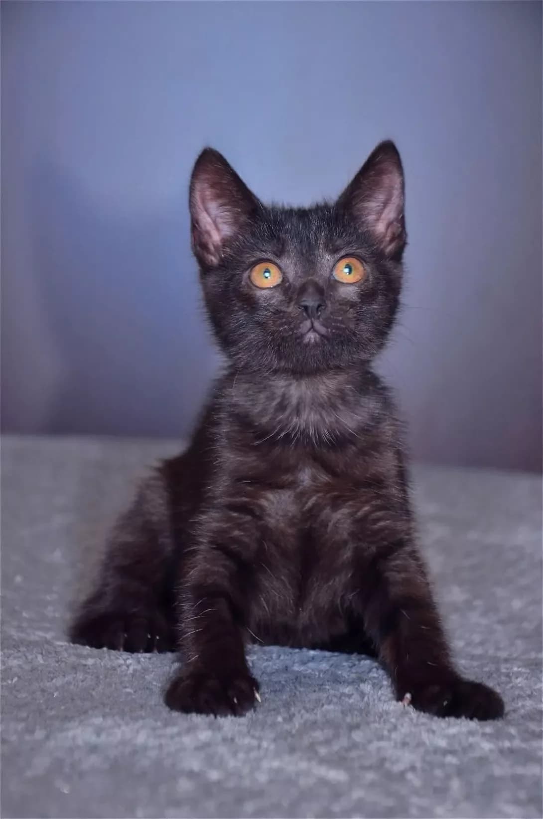 Nichka (Нічка), Mixed Breed (Happy Paw Kyiv)