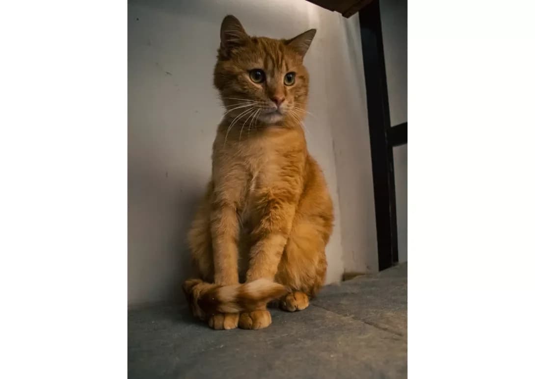 Martin (Мартін), Mixed Breed (Happy Paw Kyiv)