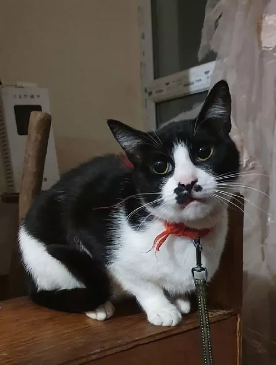 ., male young Mixed Breed for adoption at Happy Paw Ivano-Frankivsk Oblast