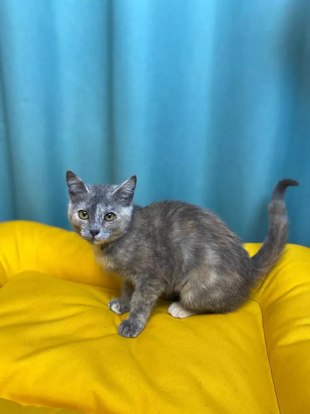 Kalinka (Калинка), female puppy Mixed Breed for adoption at Happy Paw Sumy Oblast