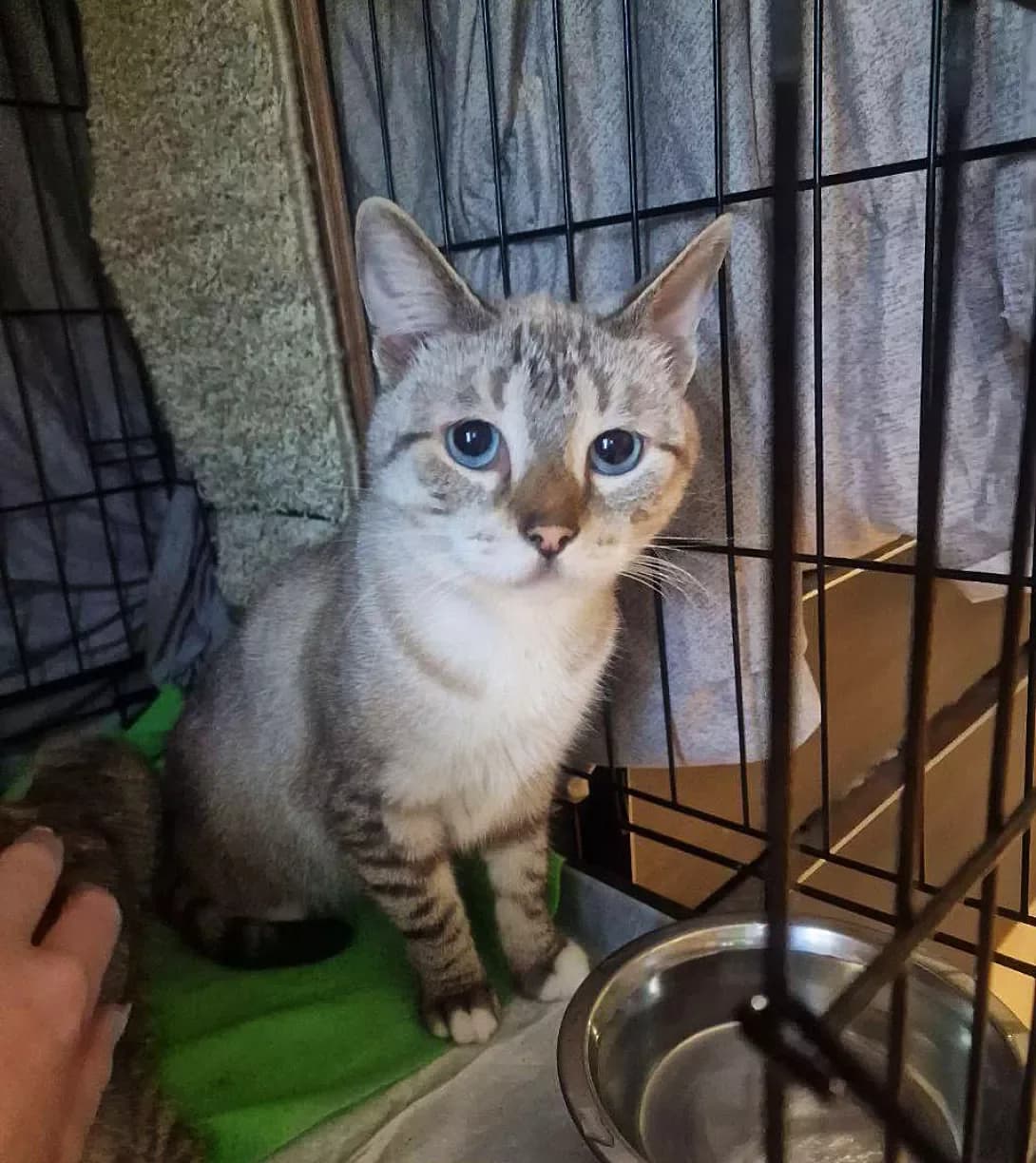 Skay (Скай), Mixed Breed (Happy Paw Kyiv)