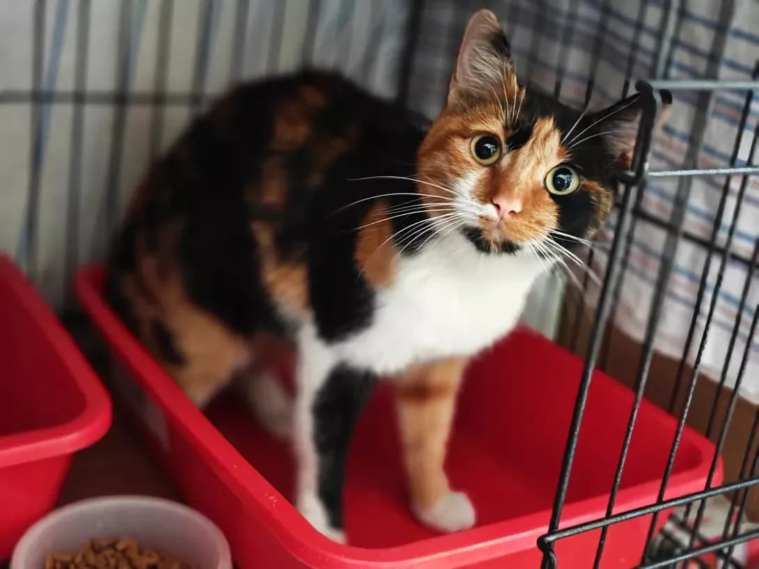 Malvina (Мальвіна), Mixed Breed (Happy Paw Kyiv)