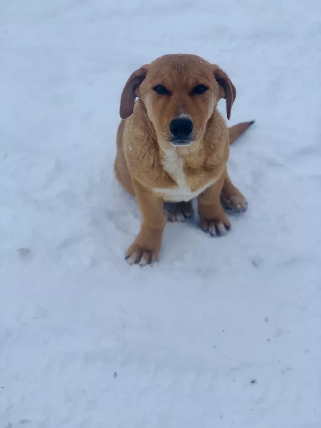 Chika (Чіка), female puppy Mixed Breed for adoption at Happy Paw Kyiv Oblast