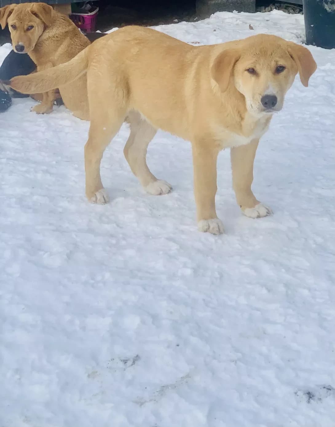 Dzhessi (Джессі), female puppy Labrador Retriever for adoption at Happy Paw Kyiv Oblast