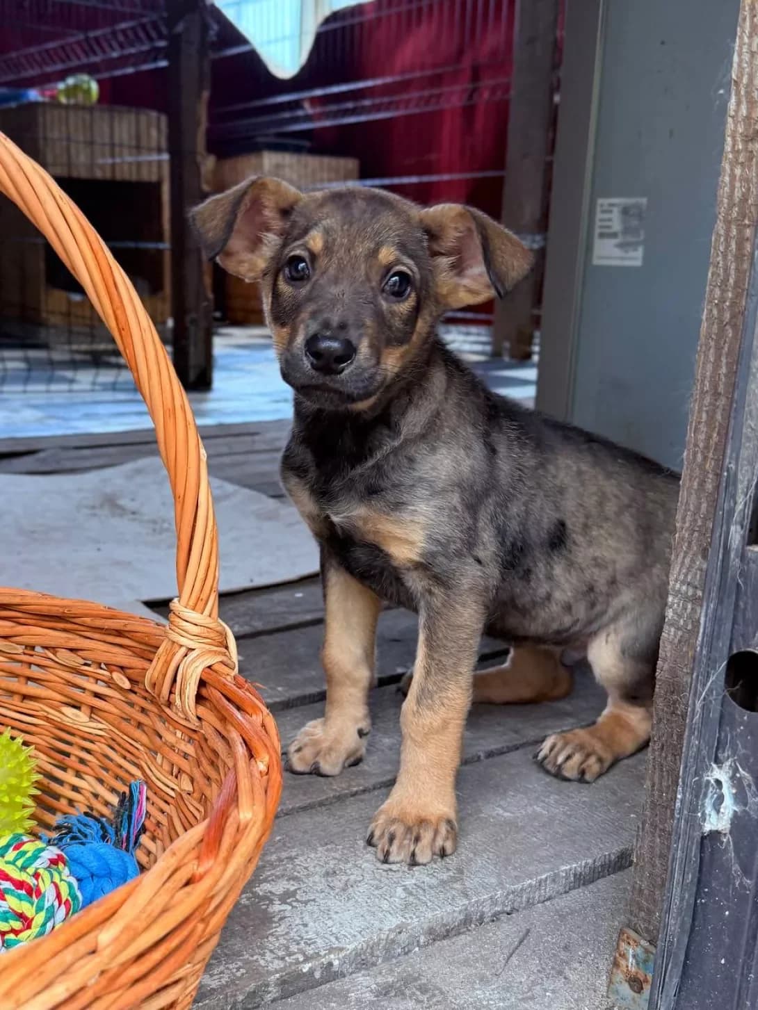 Stich (Стіч), male puppy Mixed Breed for adoption at Happy Paw Kyiv