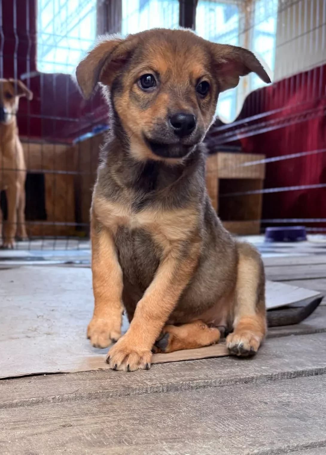 Lila (Ліла), female puppy Mixed Breed for adoption at Happy Paw Kyiv
