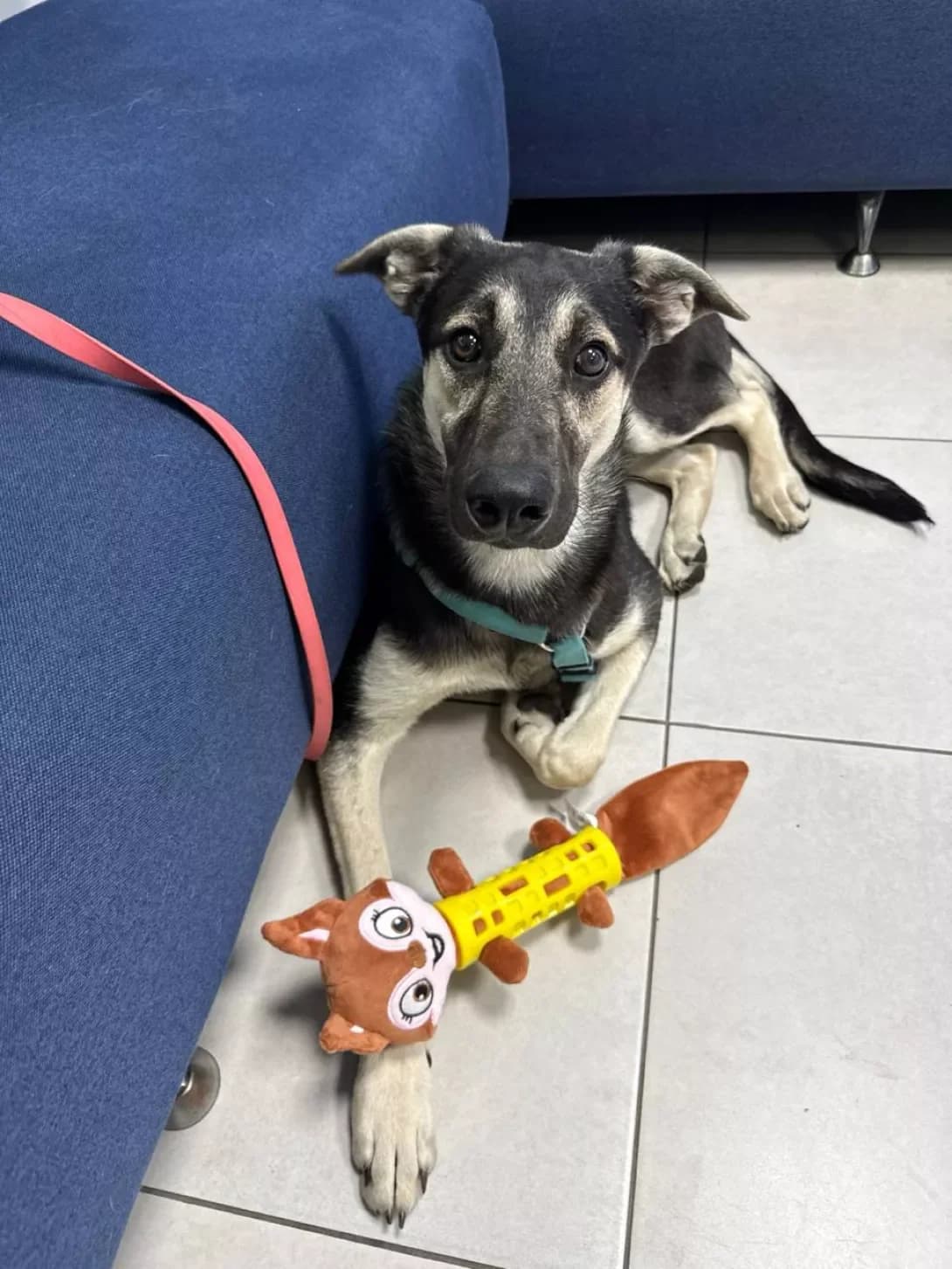 Kevin (Кевін), male young Mixed Breed for adoption at Happy Paw Kyiv