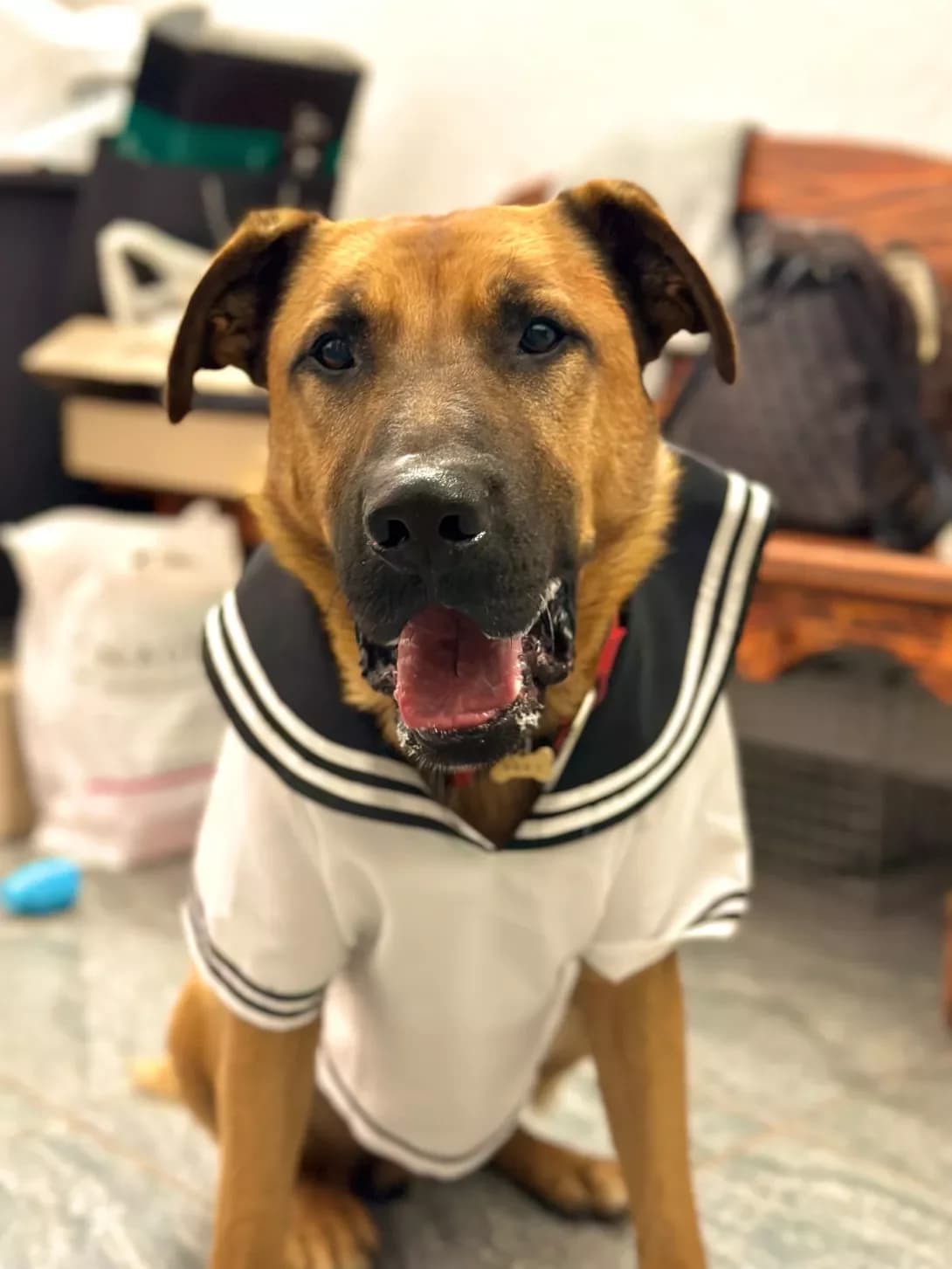 Roki (Рокі), male 5yo Mixed Breed for adoption at Happy Paw Kyiv