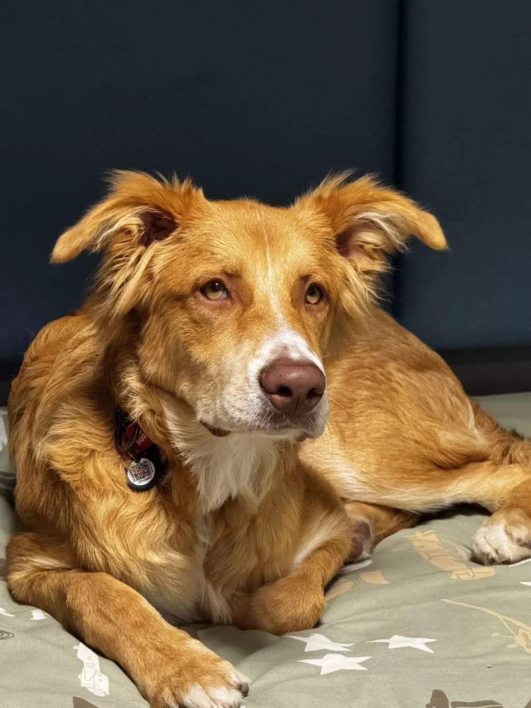 Lori (Лорі), male young Mixed Breed for adoption at Happy Paw Kyiv