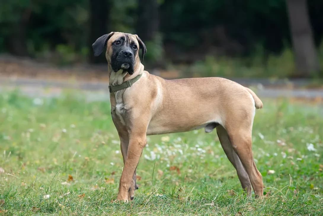 Boba (Боба), Mixed Breed (Happy Paw Kyiv Oblast)