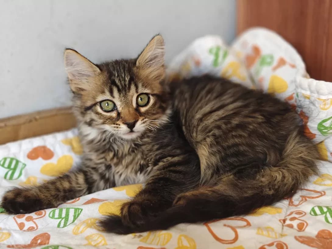 Siba (Сіба), Mixed Breed (Happy Paw Kyiv)