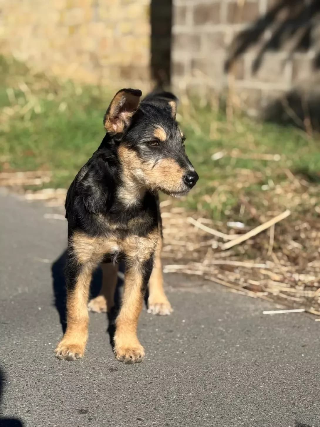 Kuki (Кукі), female puppy Mixed Breed for adoption at Happy Paw Kyiv Oblast