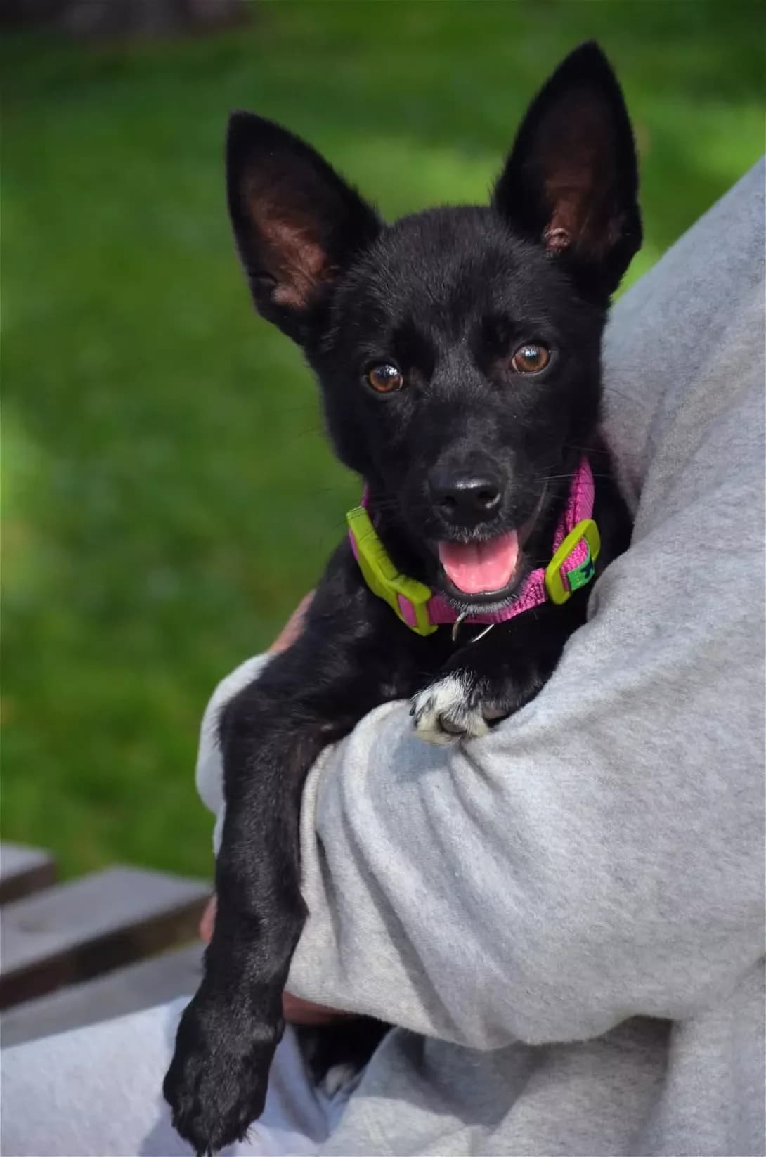 Mayk (Майк), male young Mixed Breed for adoption at Happy Paw Kyiv