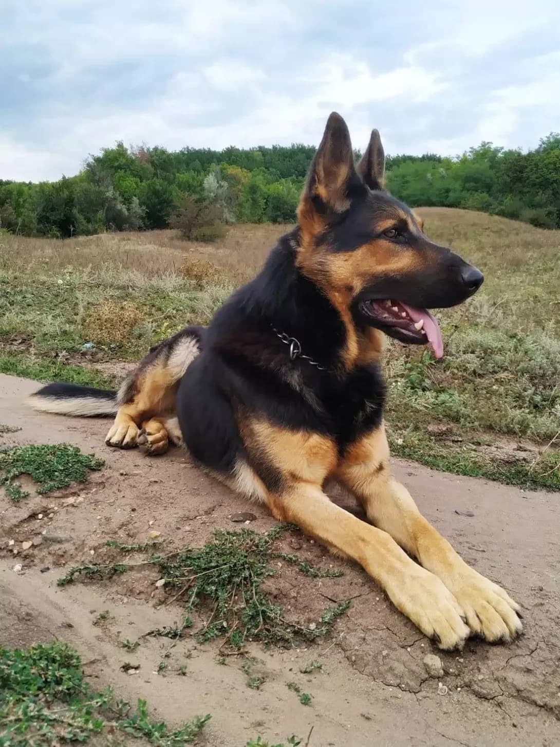 Baks (Бакс), male 7yo Mixed Breed for adoption at Happy Paw Donetsk Oblast