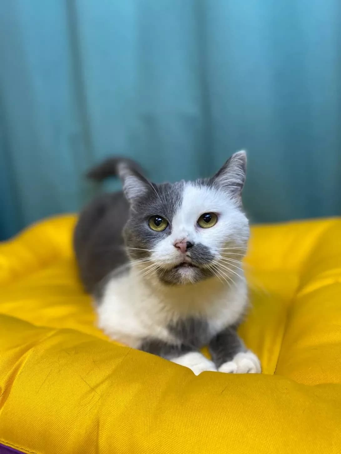 Pishka (Пишка), female young Mixed Breed for adoption at Happy Paw Sumy Oblast