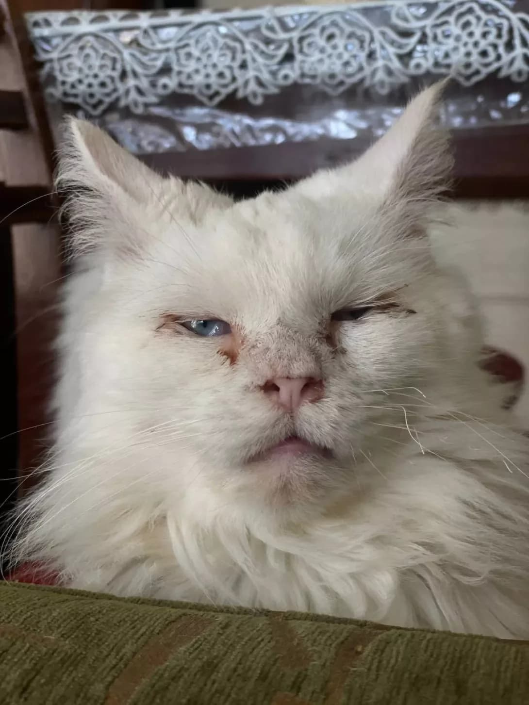 Bublik (Бублік), male young Mixed Breed for adoption at Happy Paw Zhytomyr Oblast