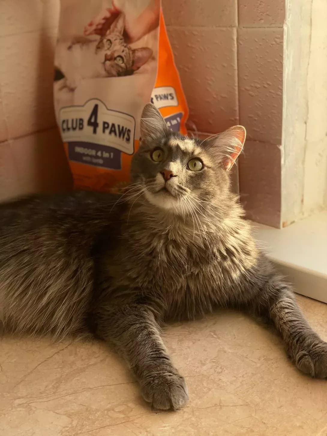 Aysi (Айсі), female young Mixed Breed for adoption at Happy Paw Zhytomyr Oblast