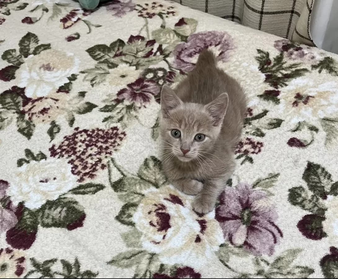 Bendzhamin (Бенджамін), male puppy Mixed Breed for adoption at Happy Paw Khmelnytskyi Oblast