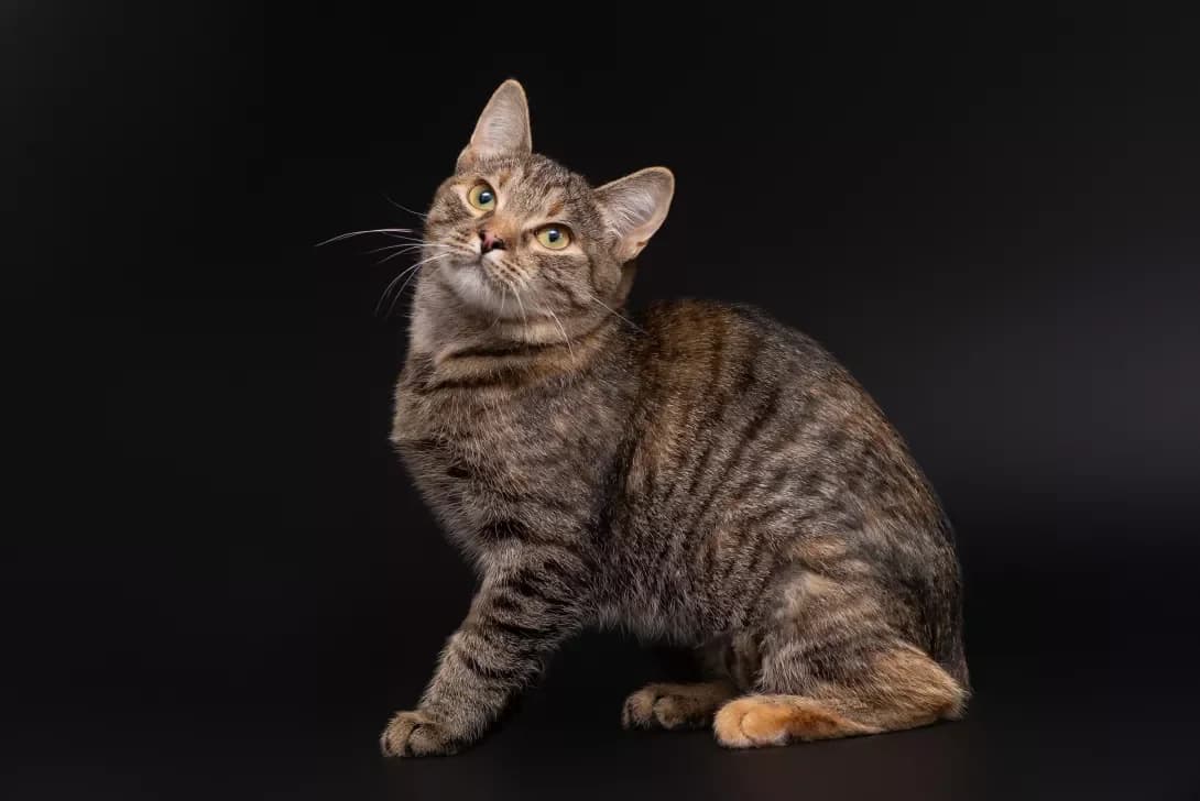 Melissa (Мелісса), Mixed Breed (Happy Paw Kyiv Oblast)