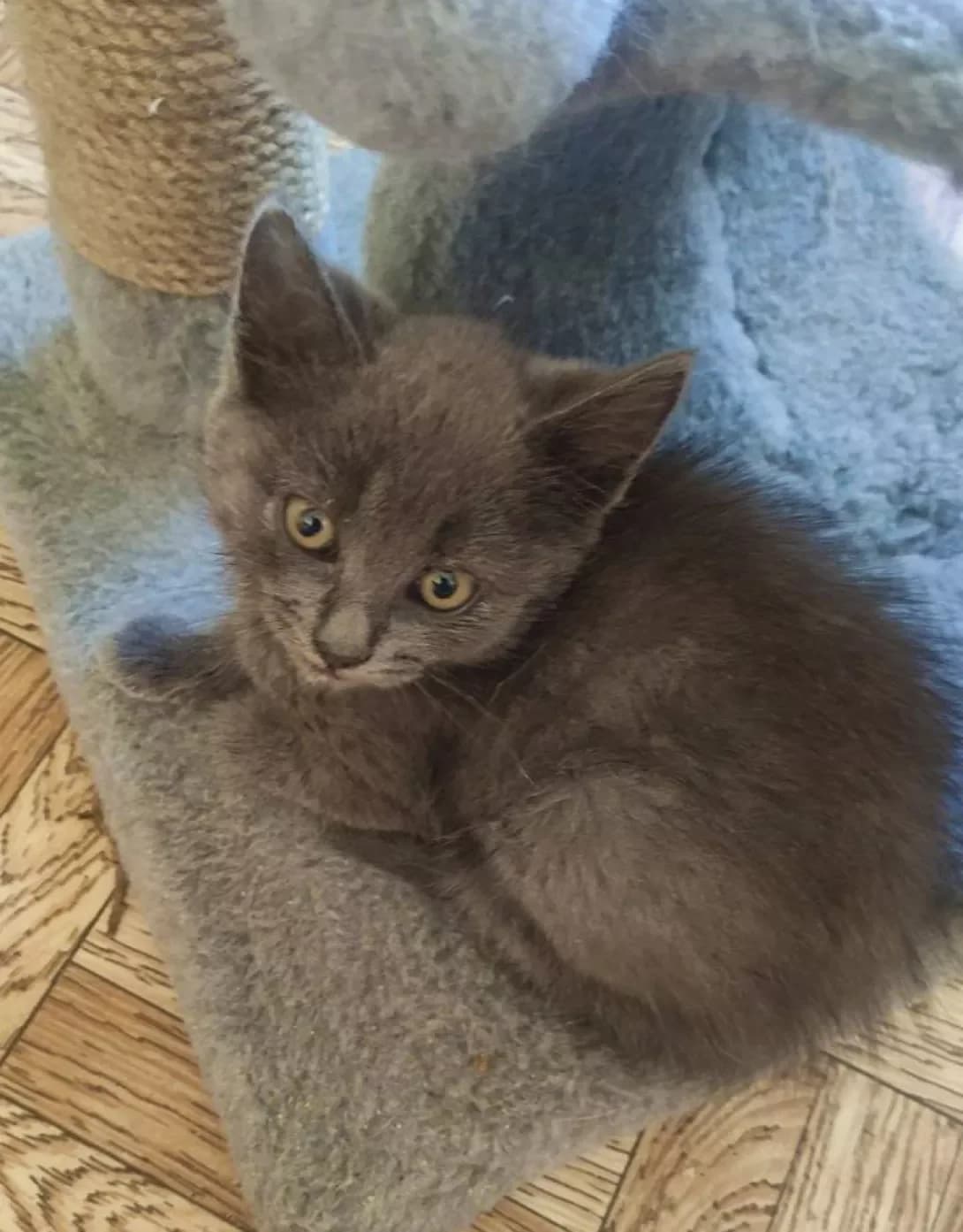 Selesta (Селеста), Mixed Breed (Happy Paw Kyiv)