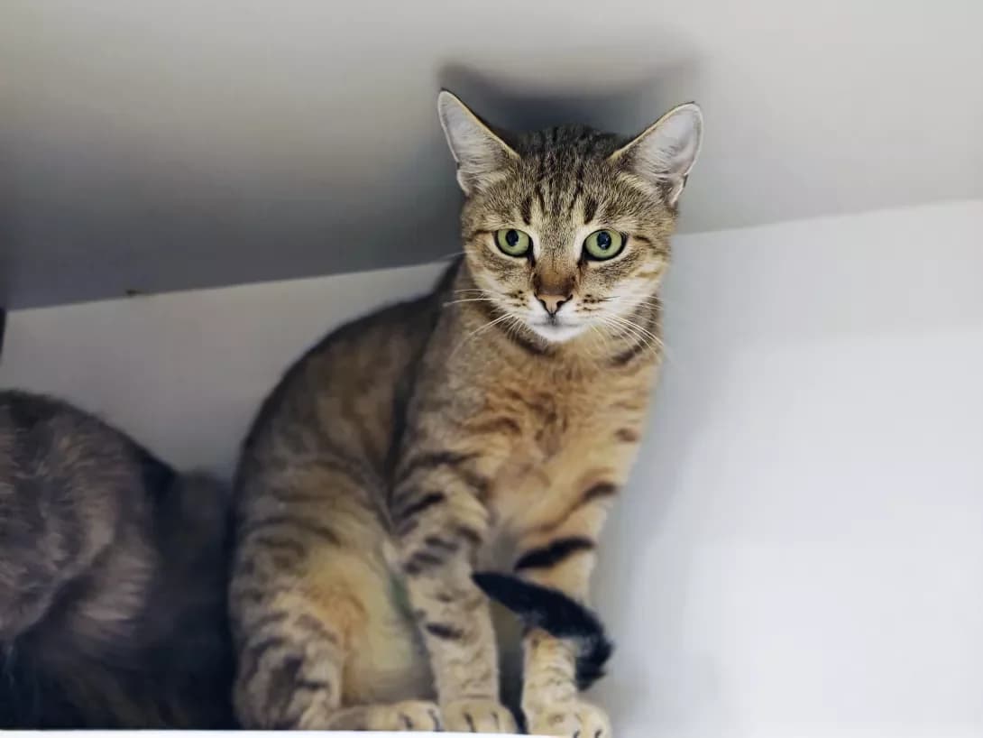 Lyamura (Лямура), Mixed Breed (Happy Paw Kyiv)