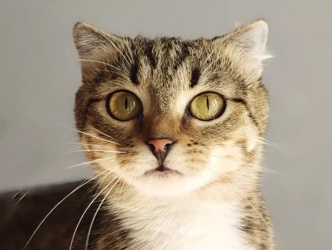 Berta (Берта), Mixed Breed (Happy Paw Kyiv)