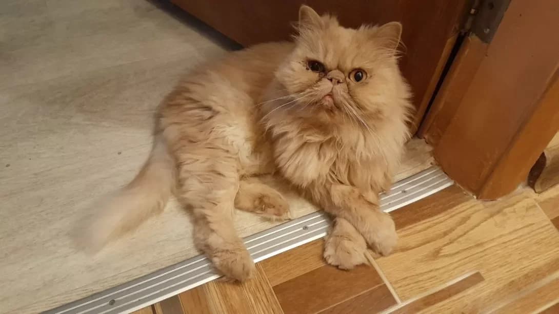 Emil (Эмиль), Mixed Breed (Happy Paw Dnipro)