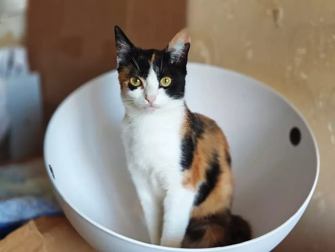 Khurma (Хурма), Mixed Breed (Happy Paw Kyiv)