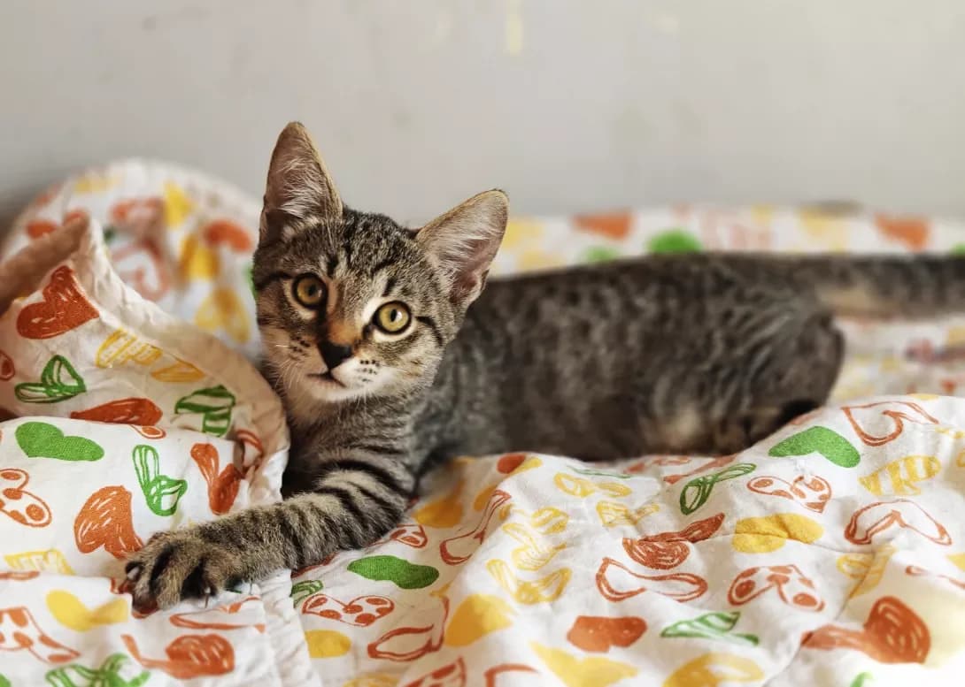 Timosha (Тімоша), Mixed Breed (Happy Paw Kyiv)